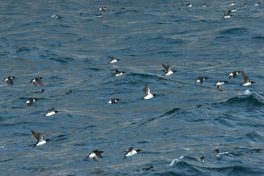 Thick-billed Murre, Uria Lomvia