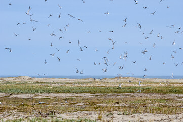 Colony of Arctic Terns (Sterna paradisaea) in Barents Sea coastal area, Russia