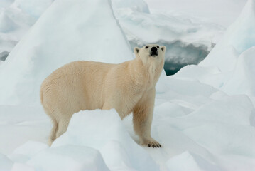 Polar Bear, Ursus maritimus