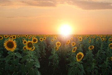 Obraz premium Beautiful view of field with yellow sunflowers at sunset