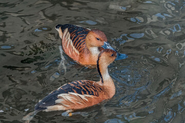 Fulvous Whistling Duck (Dendrocygna bicolor) in park