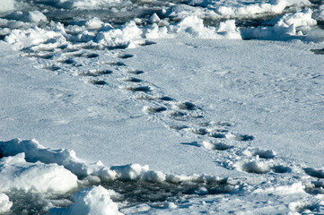 Polar Bear, Ursus maritimus