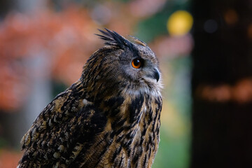 Eurasian eagle-owl Bubo bubo in wild woodland
