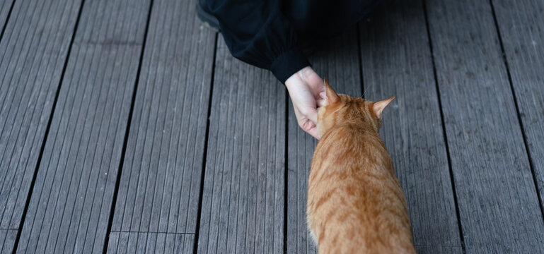 Woman Feeding A Cat