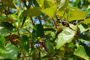 道端の草や木の実