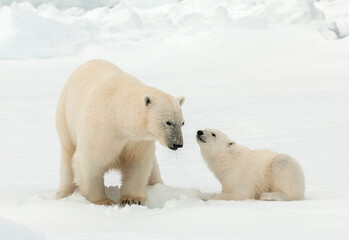 Naklejka na ściany i meble Polar Bear, Ursus maritimus