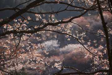 吉野の桜