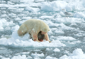 Polar Bear, Ursus maritimus