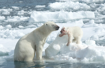 Polar Bear, Ursus maritimus