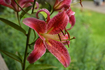 Cloe up with the stamen of a red lily flower.big red wild lily on a green background