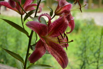 Cloe up with the stamen of a red lily flower.big red wild lily on a green background