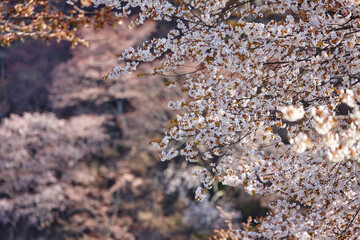 吉野の桜