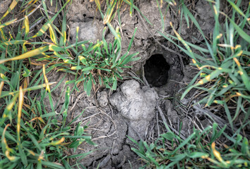 hole in the ground