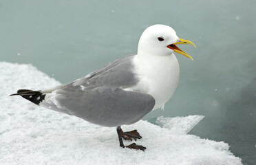 Black-legged Kittiwake, Rissa tridactyla