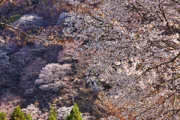 吉野の桜