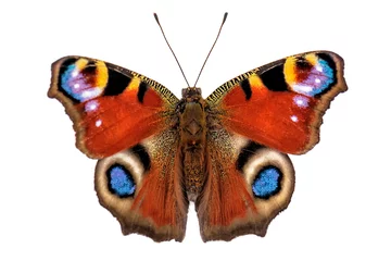 Foto op Plexiglas live peacock butterfly on white © Volodymyr Shevchuk
