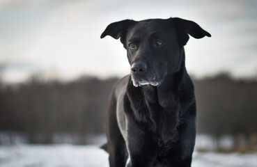 black dog retriever
