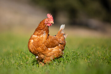 Gallina en un prado verde