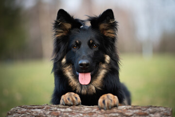 bohemian shepherd dog