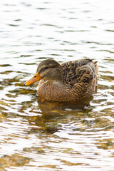 Wild ducks - Mallard duck swim in the reservoir in autumn.