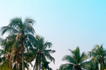 Fototapeta na wymiar Beautiful coconut palm trees farm nature horizon on tropical sea beach against a pretty blue clear sky with no clouds at sunset sunlight. Summer Holiday Season background photography with copy space.