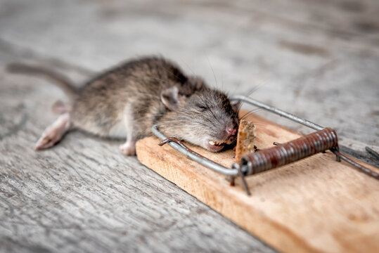 rat in mousetrap