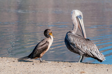 Double-crested Cormorant (Phalacrocorax auritus) and Brown Pelican (Pelecanus occidentalis) in Malibu Lagoon, California, USA