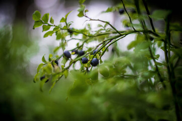 currant berries