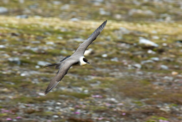 Long-tailed Skua, Stercorarius longicaudus