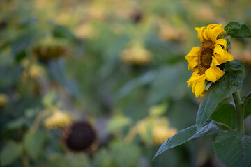Campo de girasoles (Helianthus annuus)