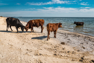 wild cows on the beach