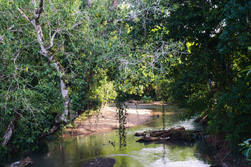 Einsame Lagune mit einem Bach mitten im Urwald und Dschungel, umgeben von Bäumen und Sträuchern, Traumorte