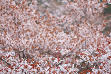 吉野の桜