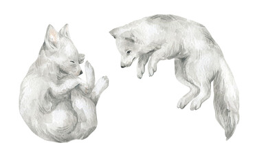 Watercolor illustration with a cute white fox. Cute winter animal, wildlife, illustration with arctic fox. Adorable wild polar pet
