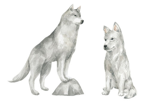 Watercolor illustration with grey wolf and cute puppy. Wild white animal. Forest wildlife.