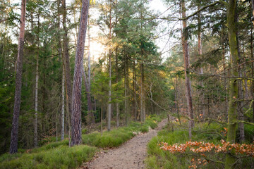 Fototapeta premium path in the forest