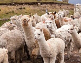 llama or lama, group of lamas on pastureland © Daniel Prudek