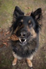 bohemian shepherd dog