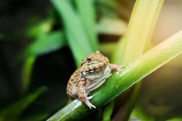 Frog traps insects on the stalk of green leaves. And an orange light shone in