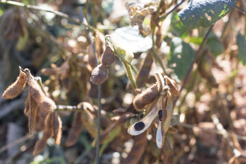 bean pod plant detailed on the field.