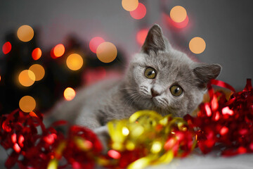 Christmas cat. Little curious funny grey kitten plays with Christmas lights and toys on festive background. Cute pets cats, valentines and Christmas card.