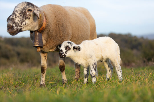 Corderito j(cordero) unto a su madre