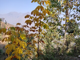 autumn in the Himalayas forest