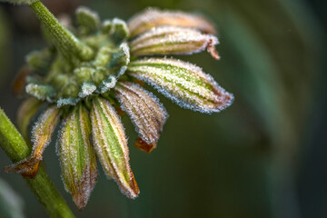 Allphotokz Flowers 20161015 7697 D810 S