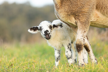 Corderito j(cordero) unto a su madre