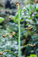 pucuk dari daun Coarse Ferns yang masih kuncup dengan warna hijau dan background blur ; selected focus
