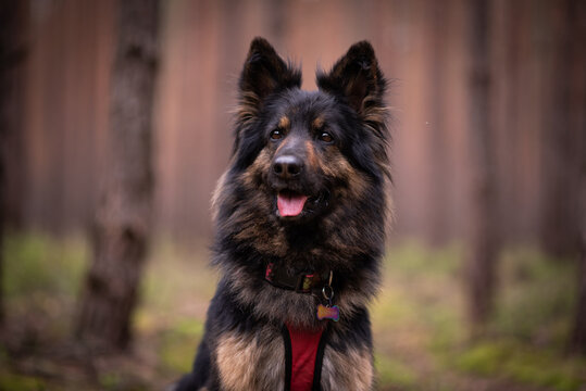 are bohemian shepherds good with kids