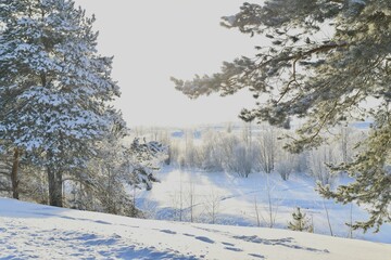 Winter landscape on a sunny day. Trees and pine trees covered with snow.