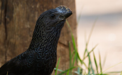 Smooth-billed Ani portrait