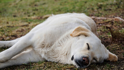 sleeping polar dog